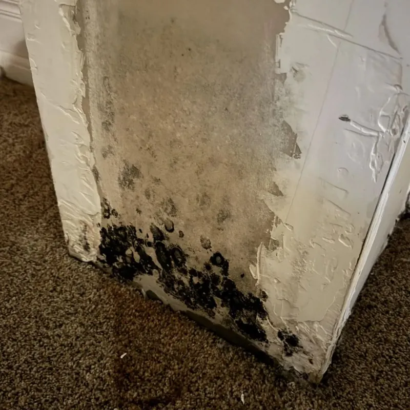 Professional Mold Removal in Rhome, TX